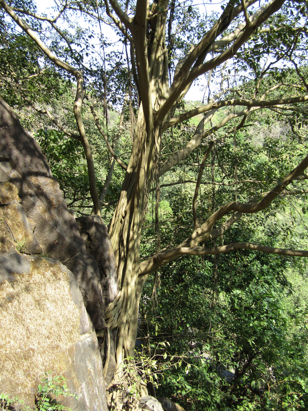 Canon POWERSHOT SX430 IS sample photo. Img photography
