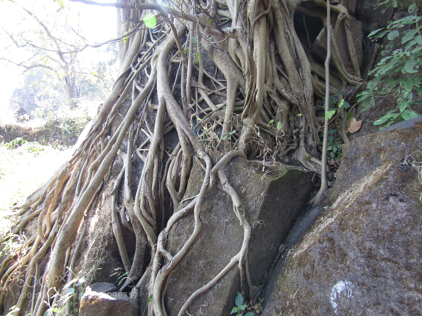 Canon POWERSHOT SX430 IS sample photo. Img photography
