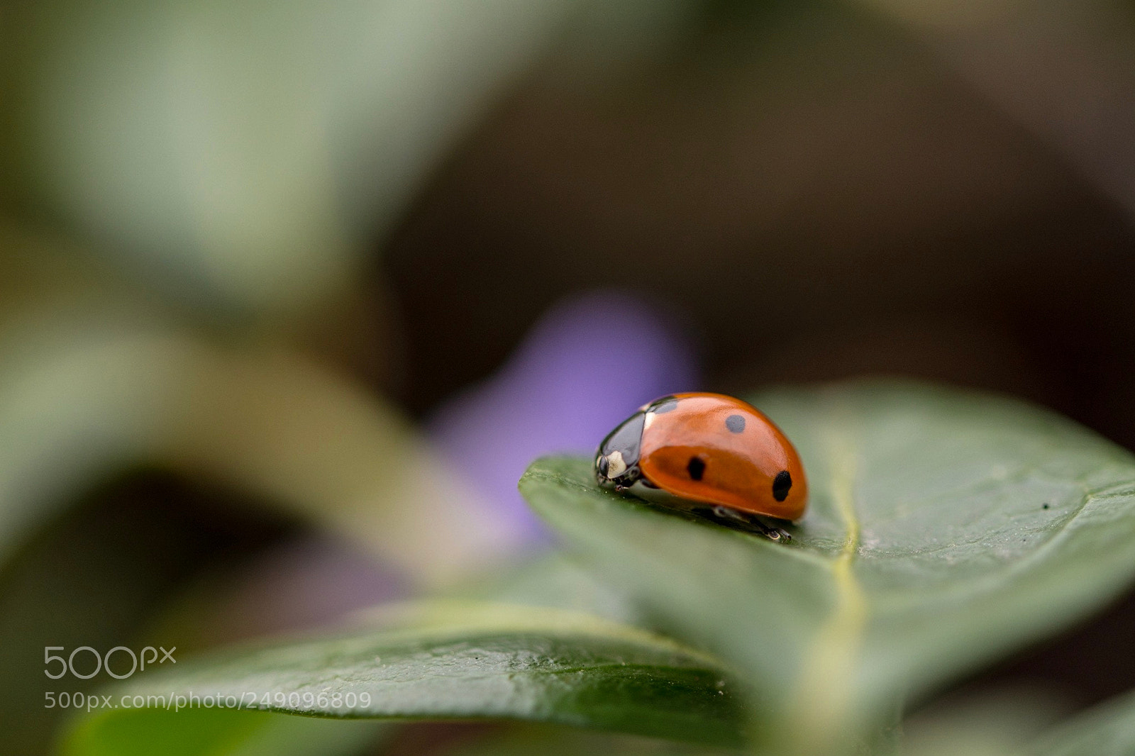 Nikon D7200 sample photo. 1st ladybird of 2018 photography