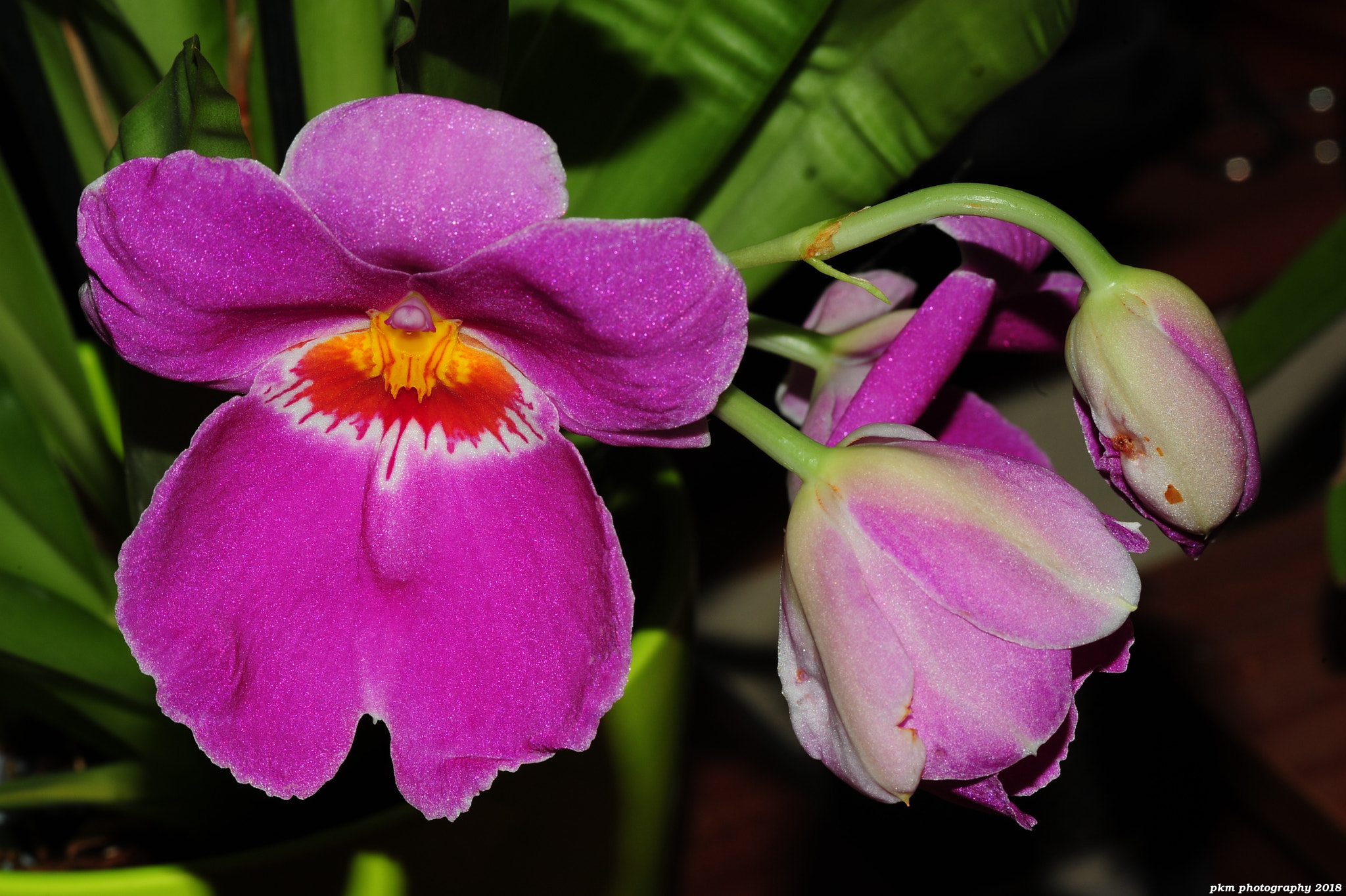 Nikon D700 sample photo. Miltonia orchid photography