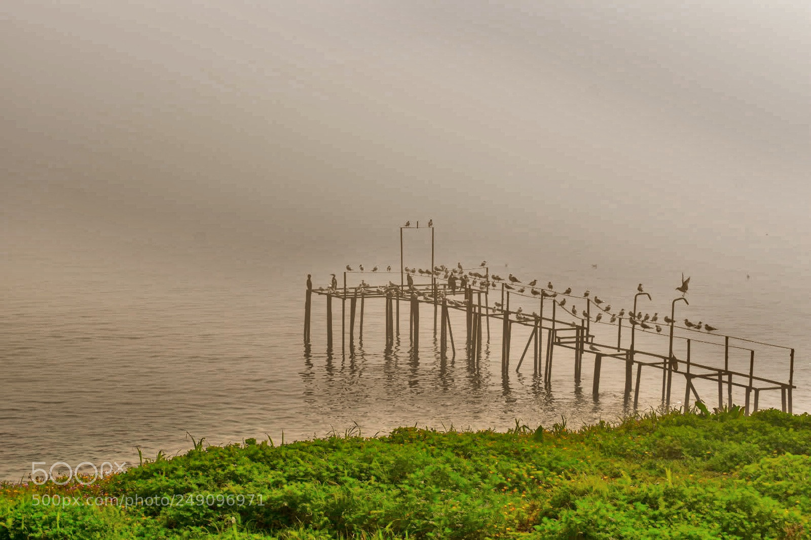 Nikon D5600 sample photo. Birds in fog photography
