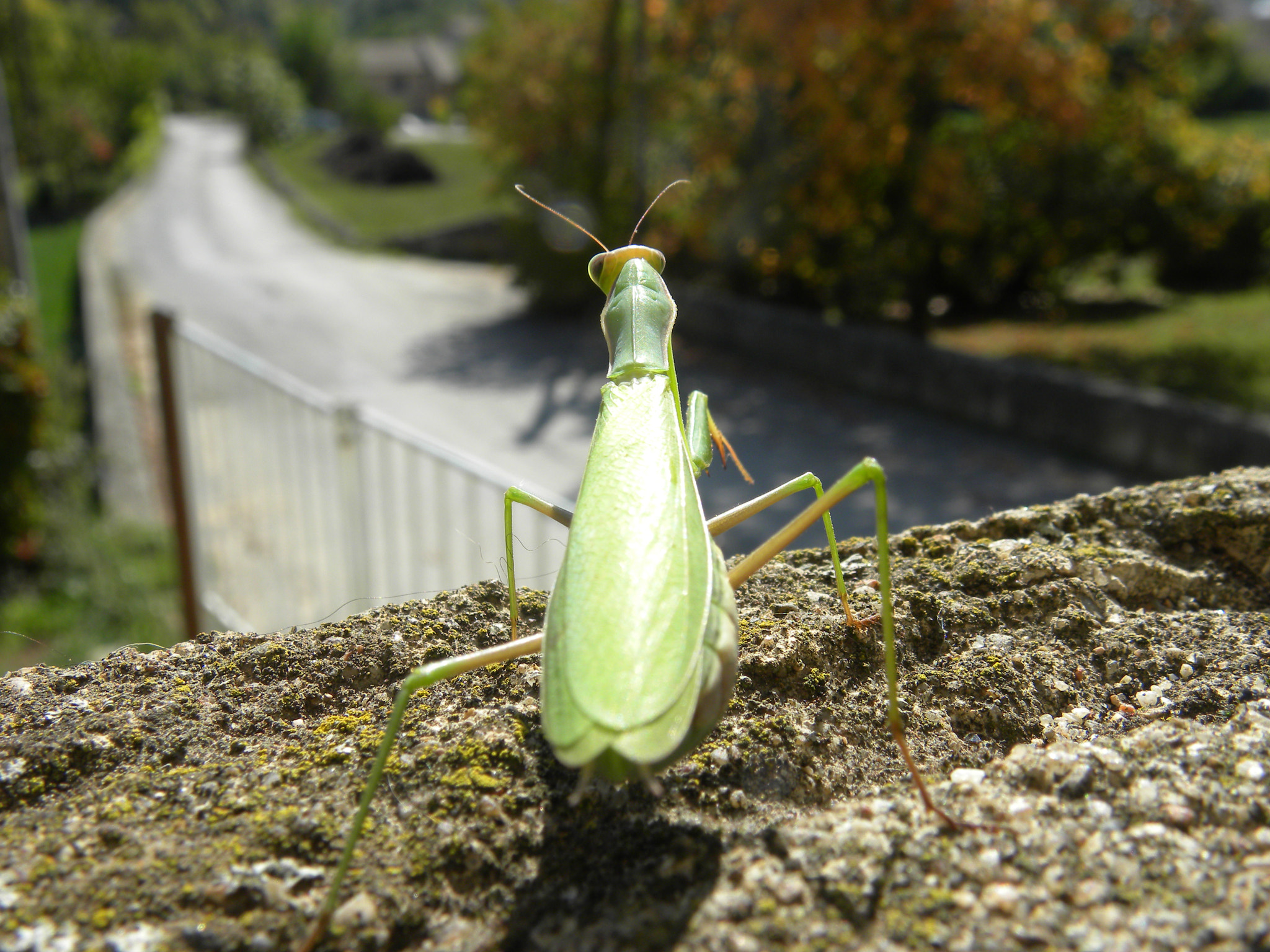 Nikon Coolpix P90 sample photo. Praying mantis photography