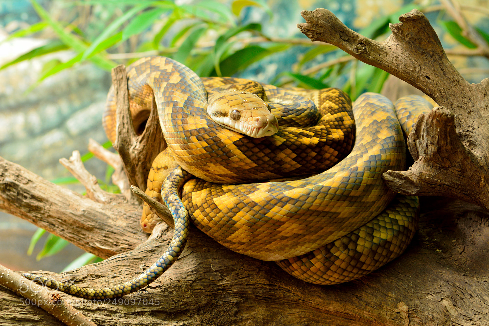 Nikon D7100 sample photo. Scrub python (morelia kinghorni) photography