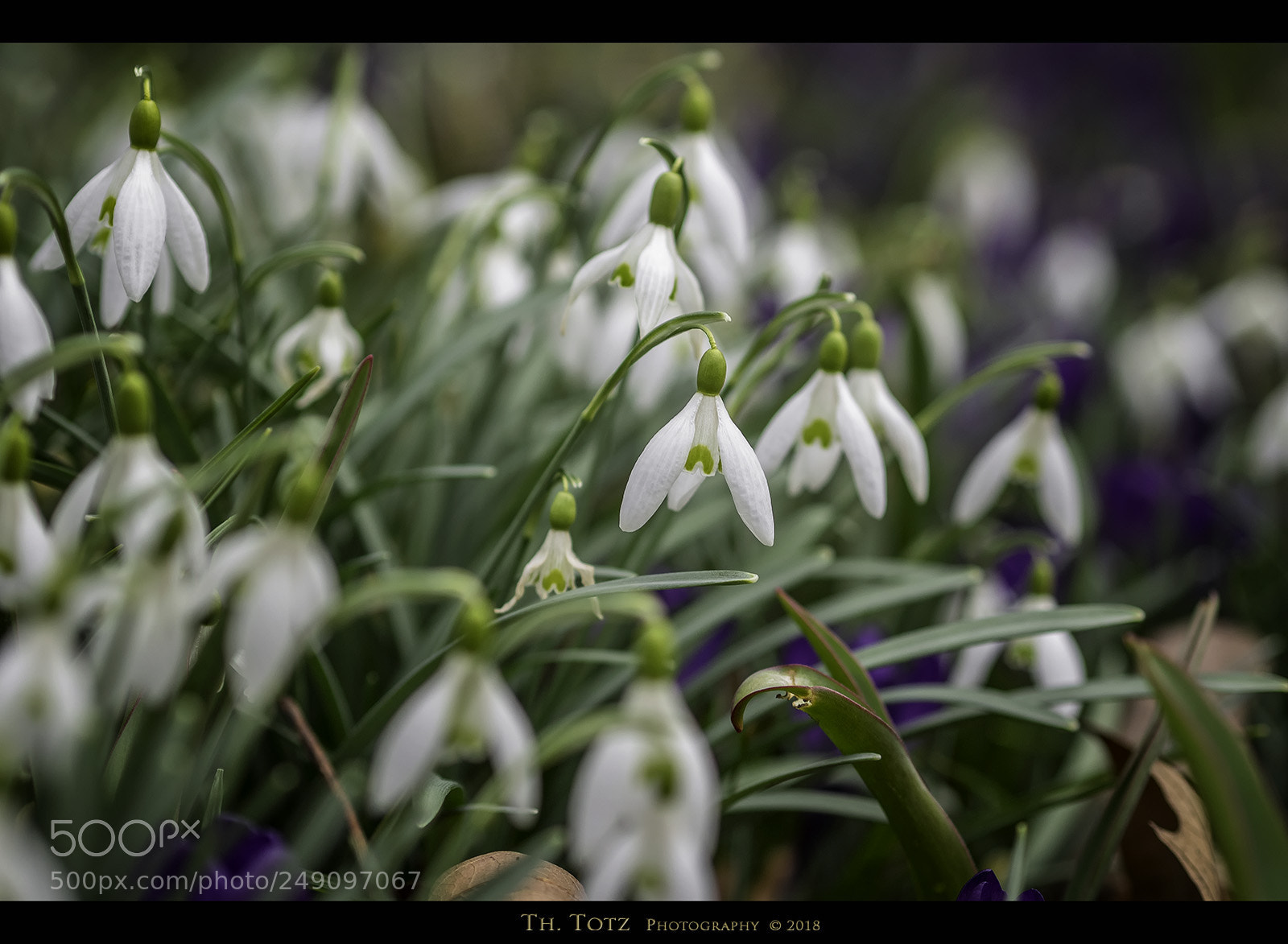 Olympus OM-D E-M1 sample photo. Snowdrops photography