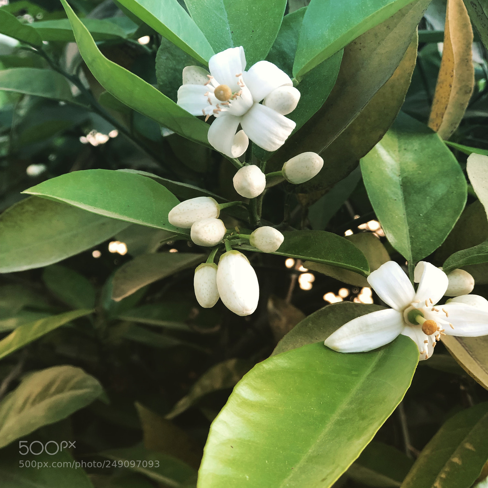 Apple iPhone 8 Plus sample photo. An orange blossom from photography