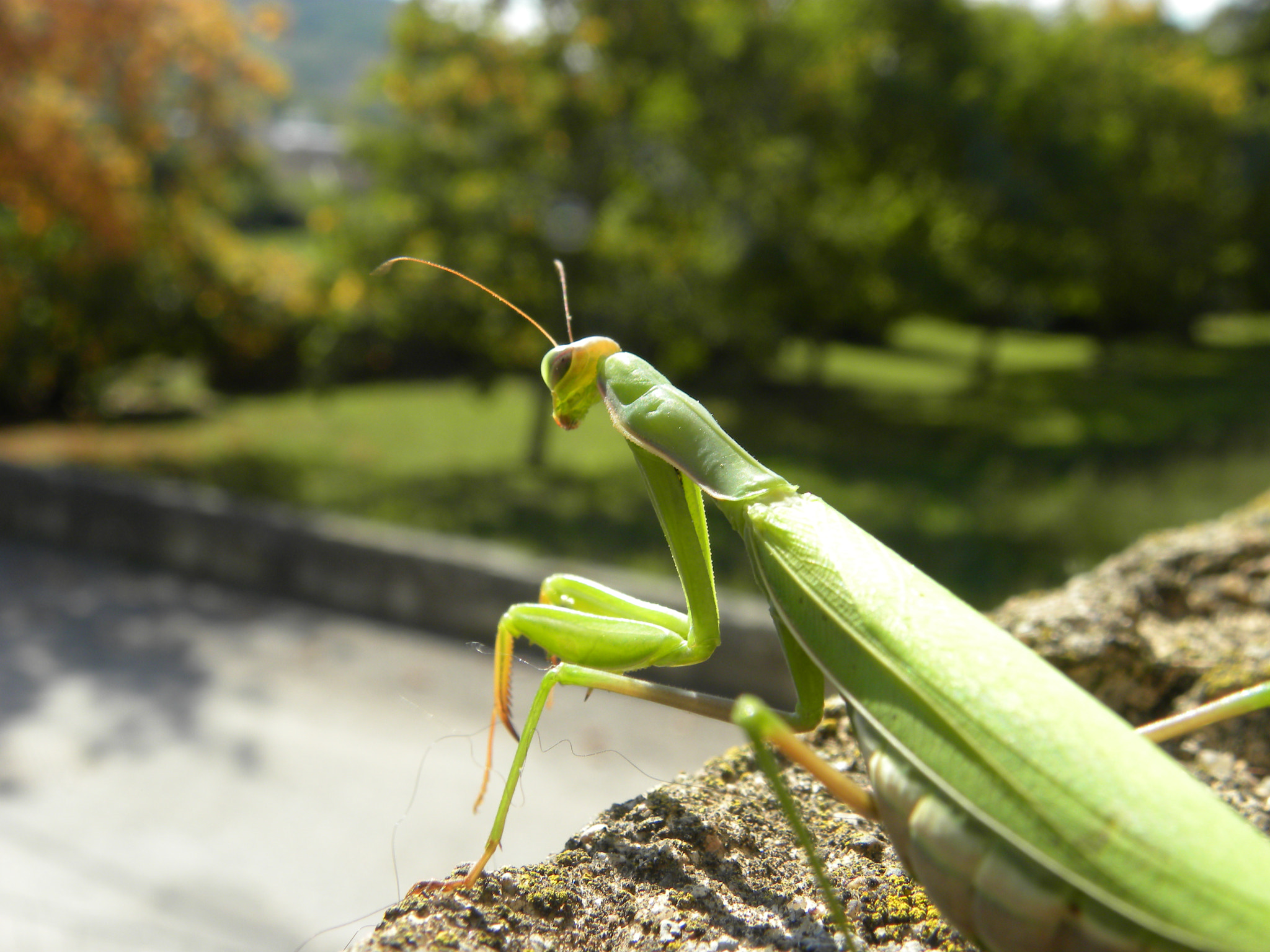 Nikon Coolpix P90 sample photo. Praying mantis photography