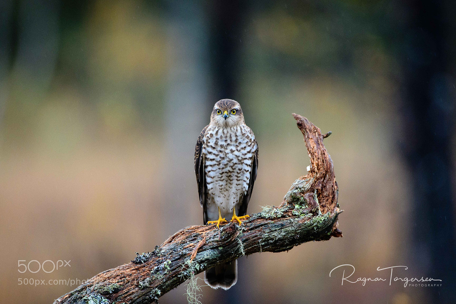 Nikon D500 sample photo. Sparrowhawk photography