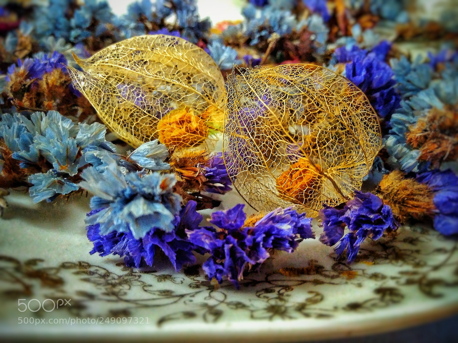 Xiaomi Redmi 4 Pro sample photo. Fragility and natural beauty photography