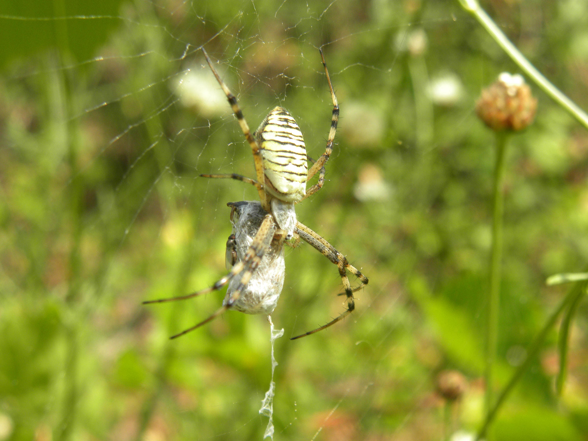 Nikon Coolpix P90 sample photo. Argiope photography