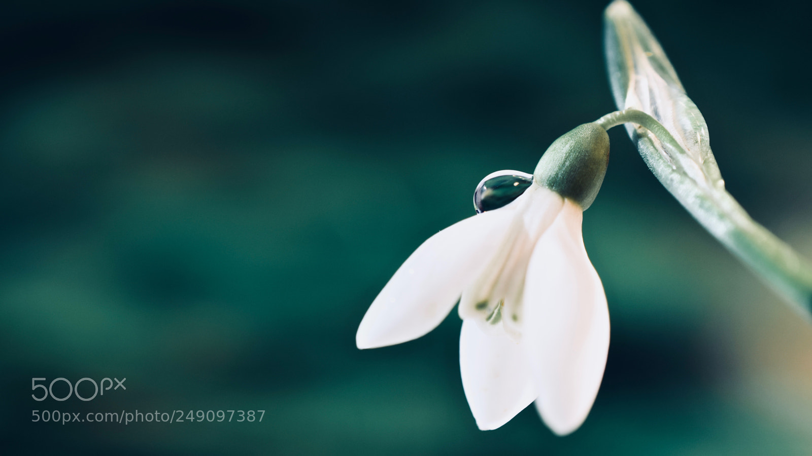 Nikon D5600 sample photo. Innocence photography