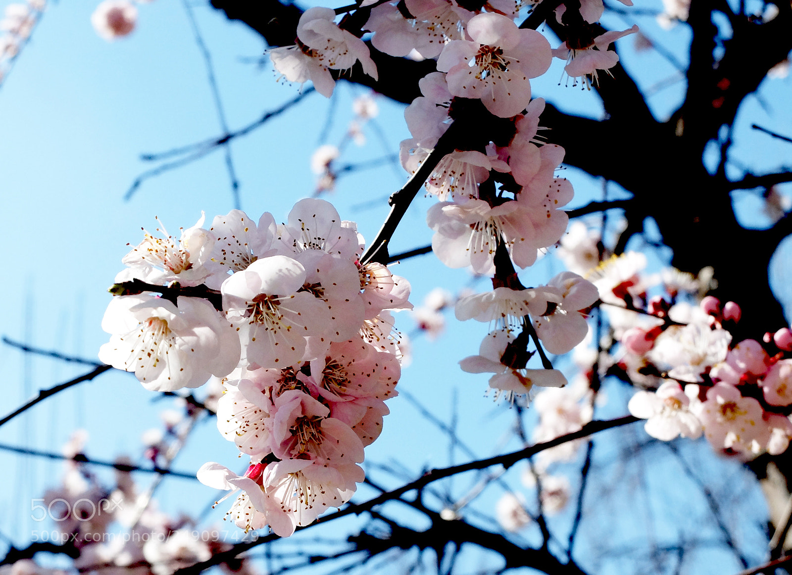 Fujifilm X20 sample photo. Blossom photography