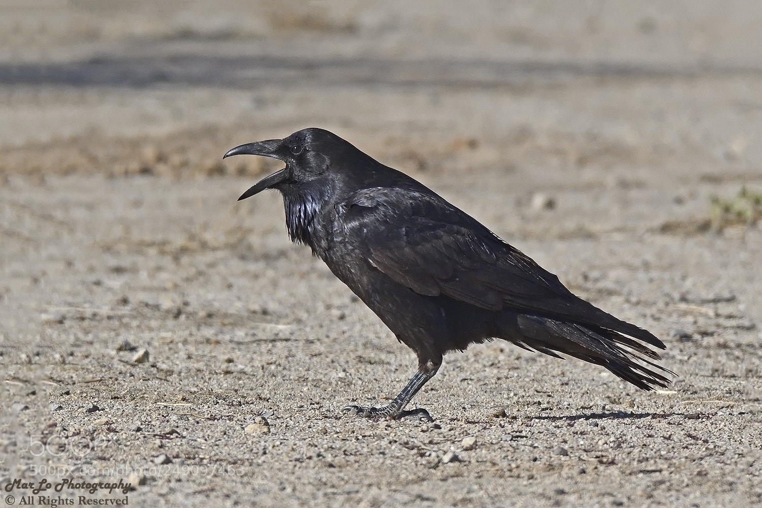 Nikon D500 sample photo. Mojave desert common raven photography