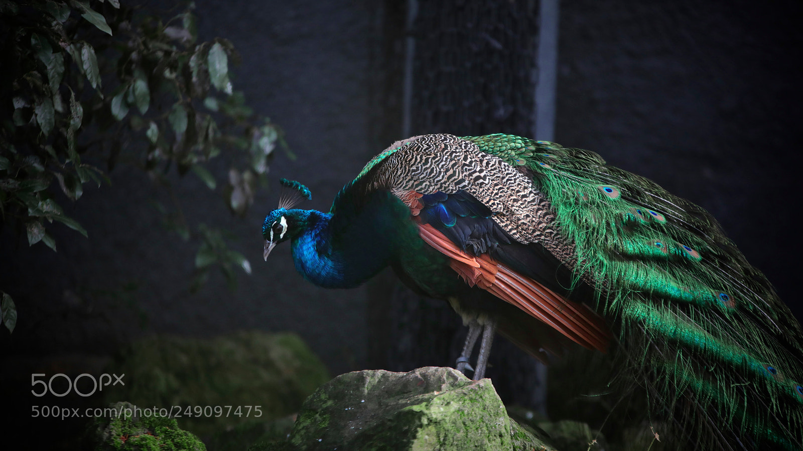 Canon EOS 5D Mark IV sample photo. Mr.peacock. photography