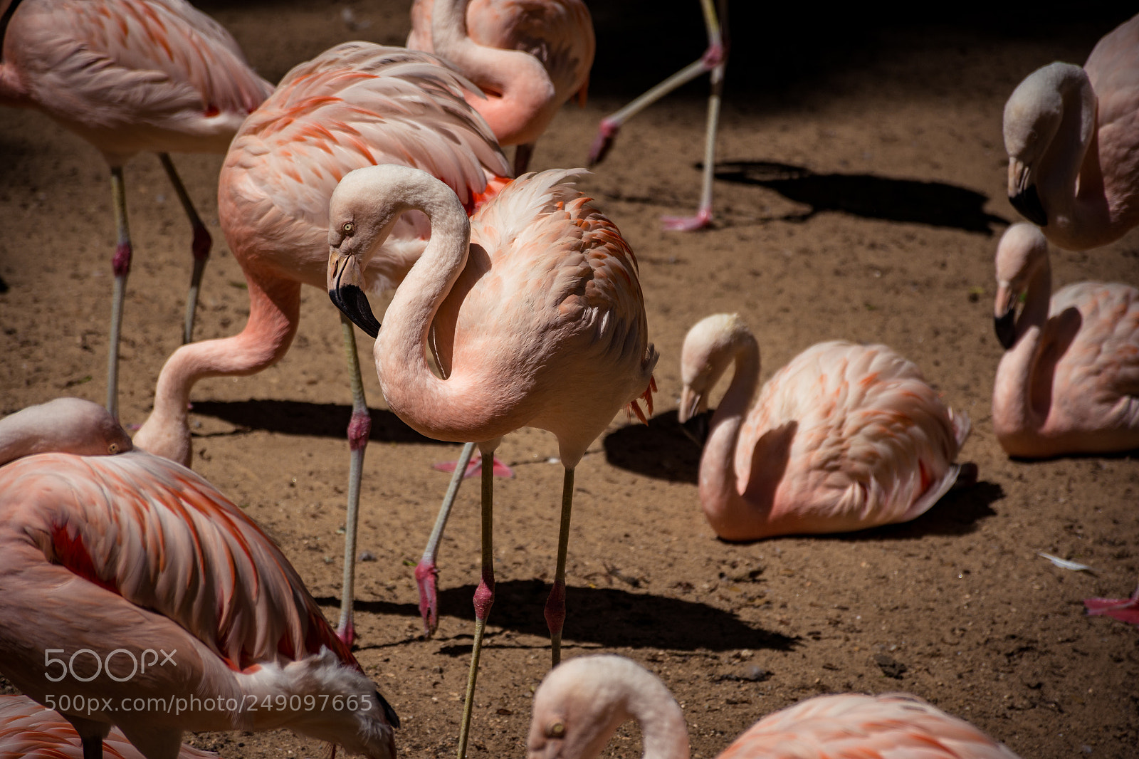 Nikon D7200 sample photo. Flamingos photography
