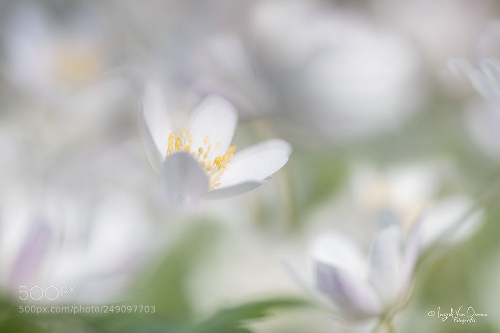 Canon EOS 5D Mark IV sample photo. Spring feeling photography