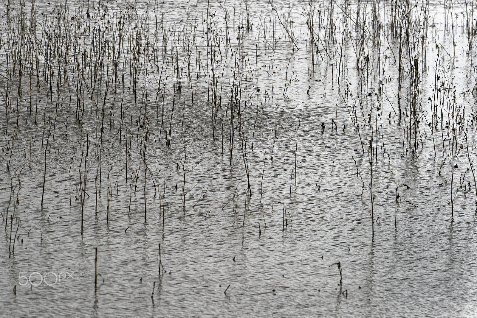 Nikon AF-S Nikkor 70-200mm F4G ED VR sample photo. Cloudy grey day photography