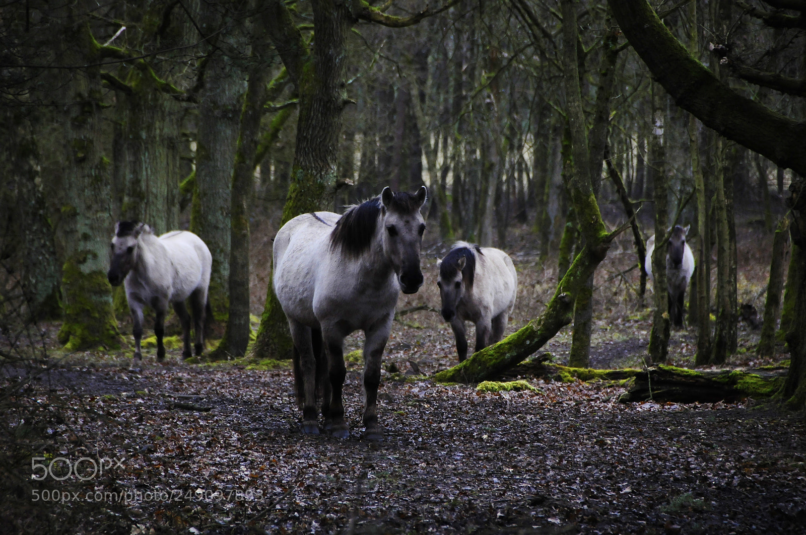 Nikon D300 sample photo. Wild horses photography