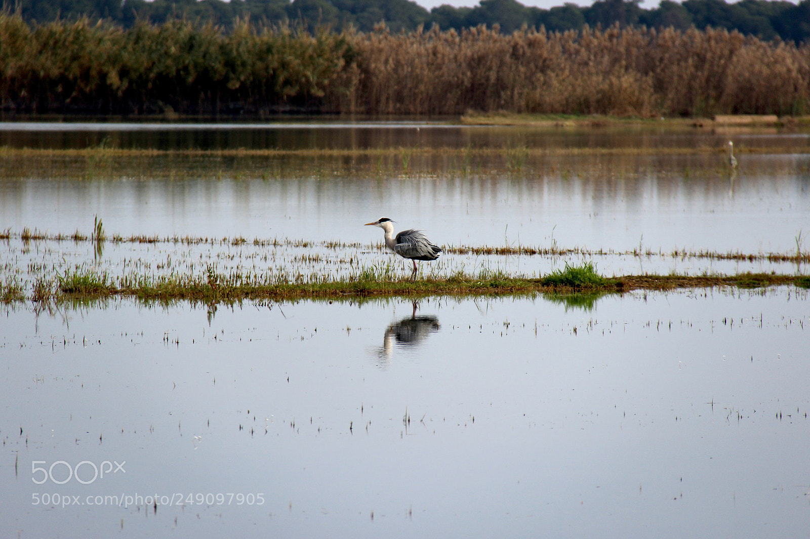 Canon EOS 600D (Rebel EOS T3i / EOS Kiss X5) sample photo. Albufera-valencia photography