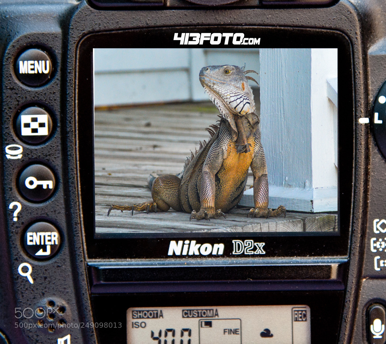 Nikon D3 sample photo. Commander salamander photography