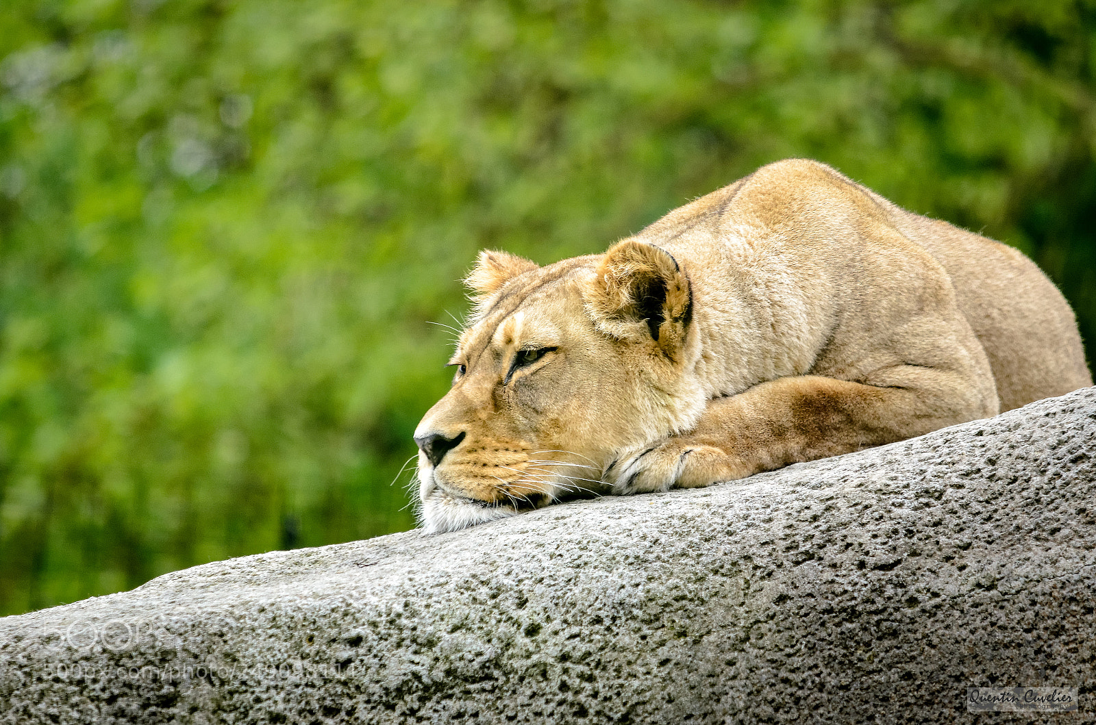 Nikon D7000 sample photo. Lion nap photography