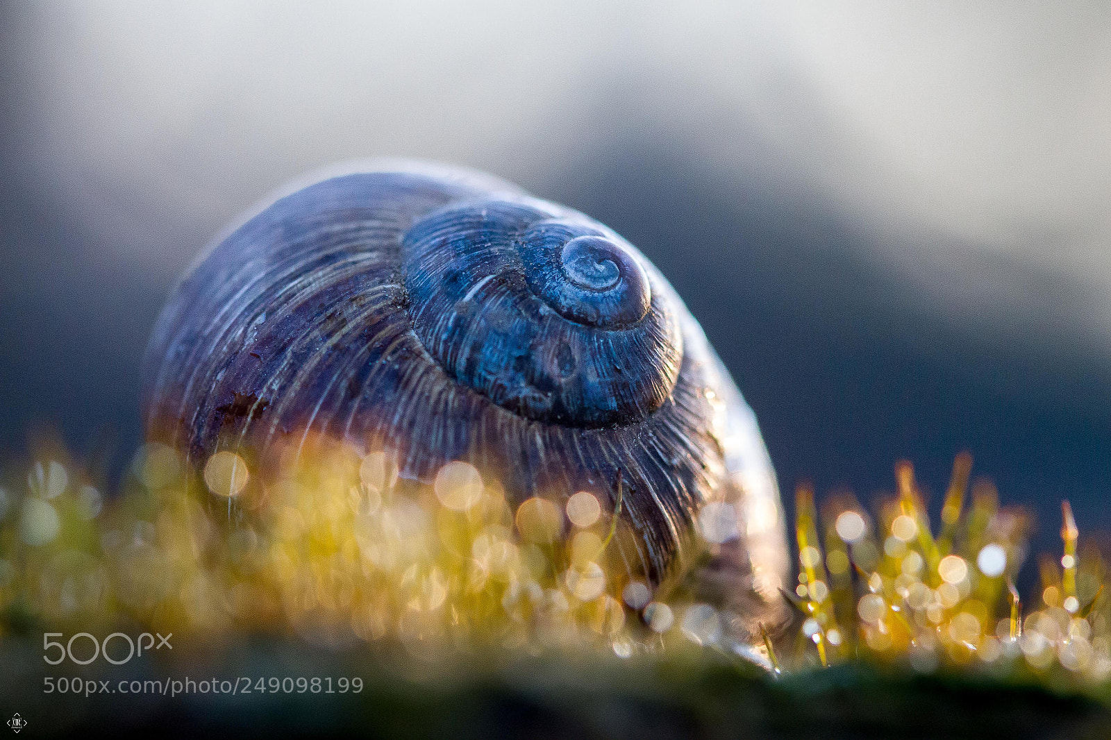 Canon EOS 7D sample photo. Fibonacci snail photography