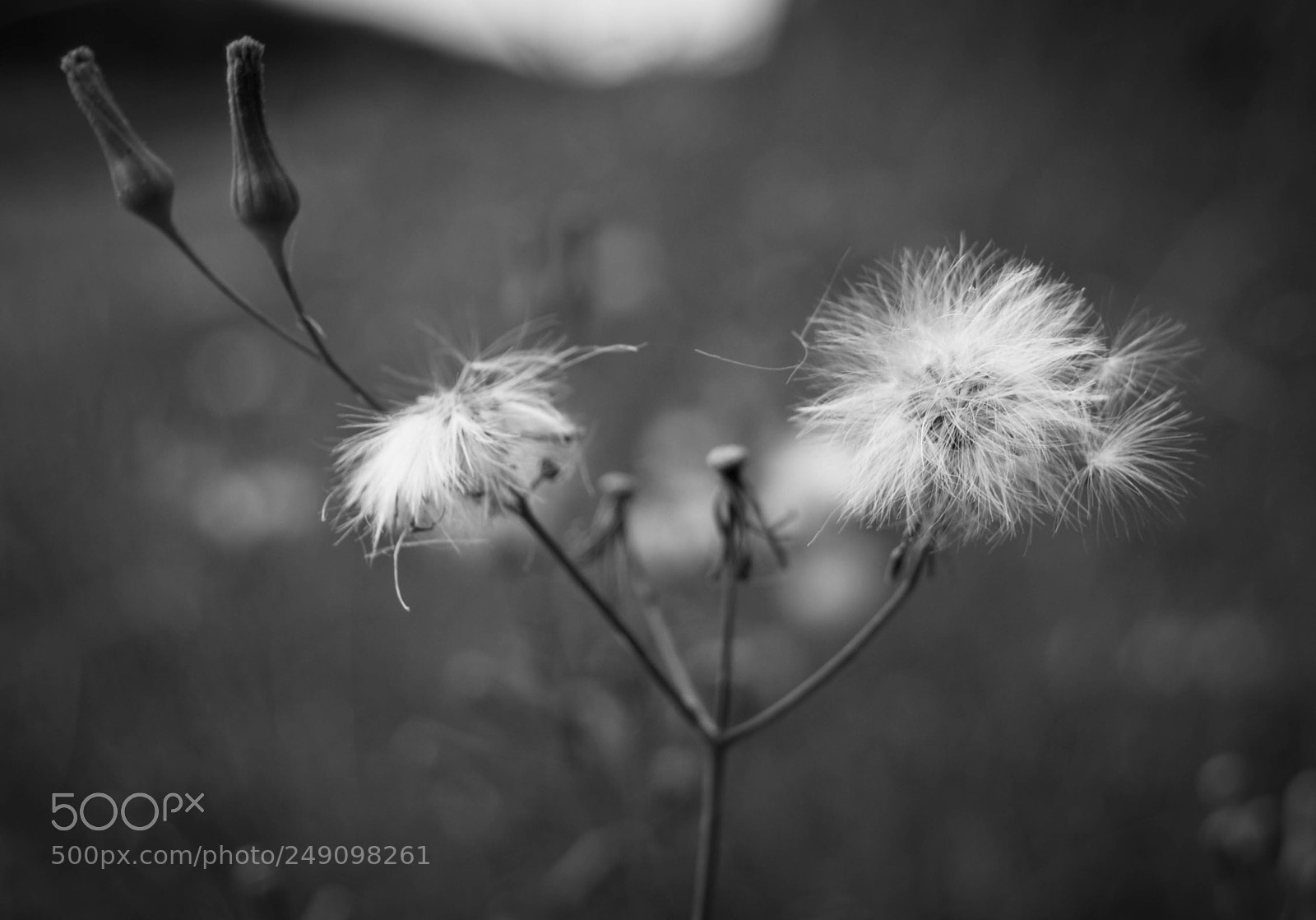 Nikon D3100 sample photo. Dandelion photography