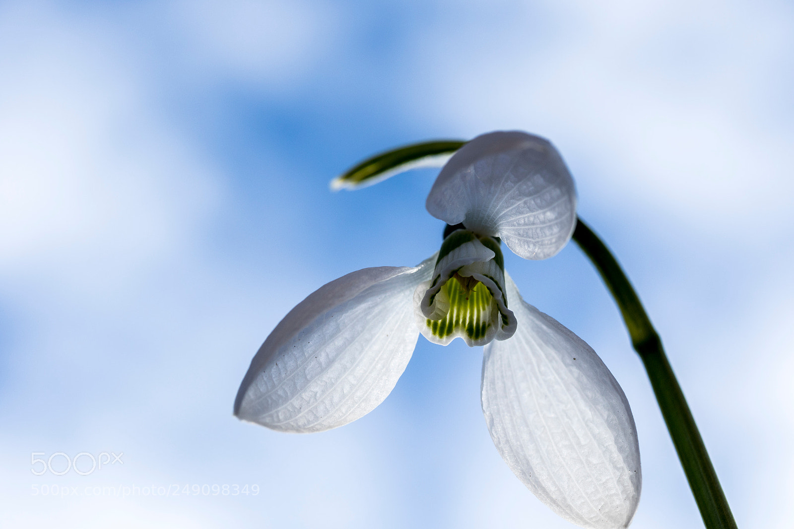 Canon EOS 7D Mark II sample photo. The beauty of purity photography