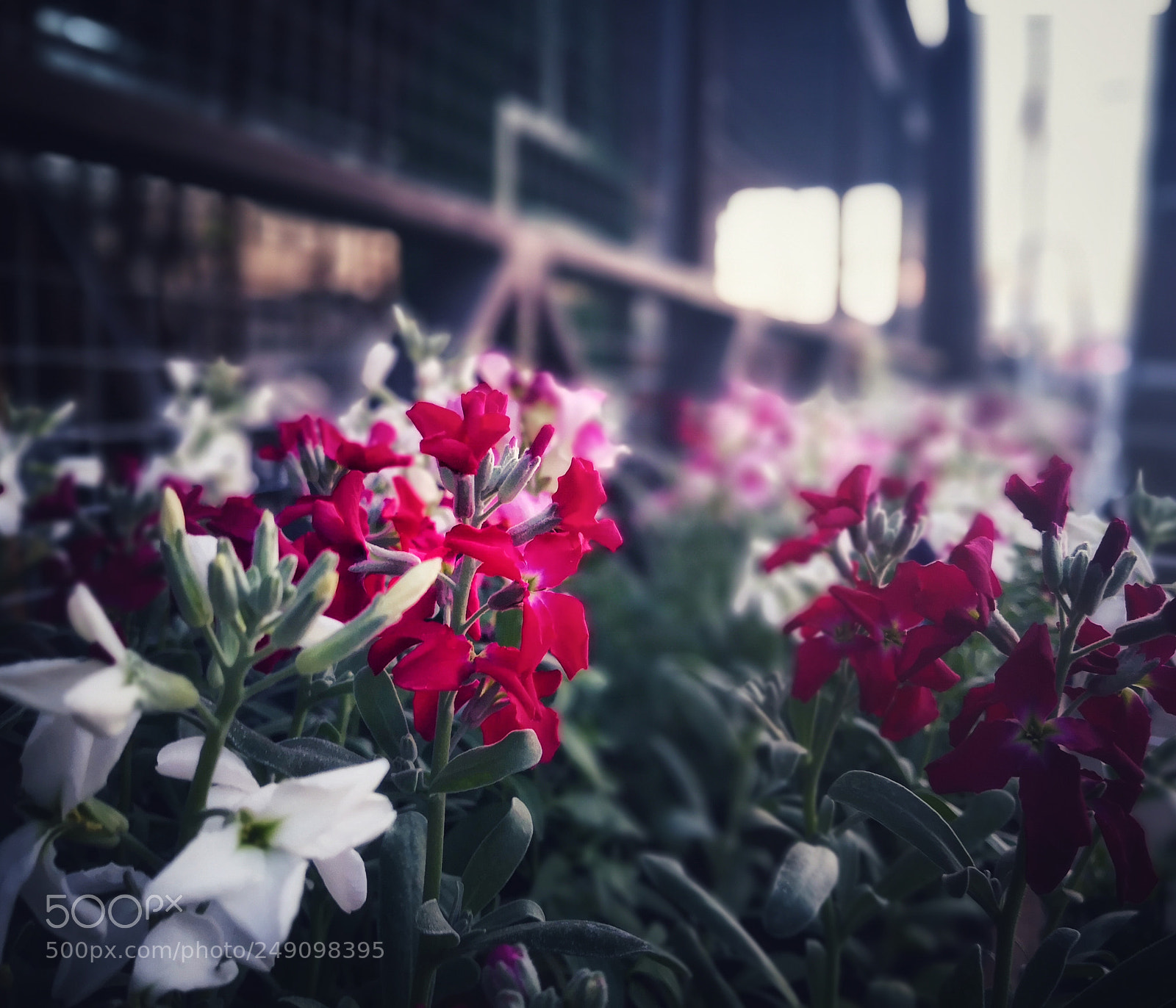 HUAWEI Mate 10 sample photo. Untitled photography