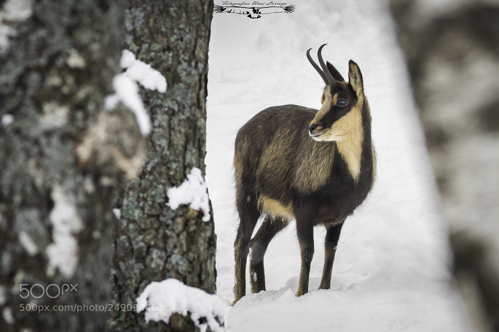 Canon EOS 7D Mark II sample photo. Chamois - rupicapra rupicapra photography