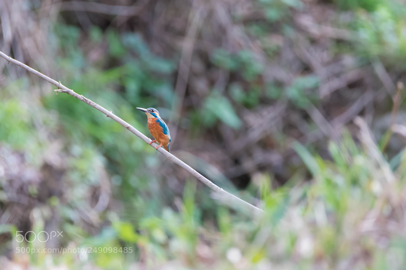 Nikon D7200 sample photo. Martin-pêcheur photography