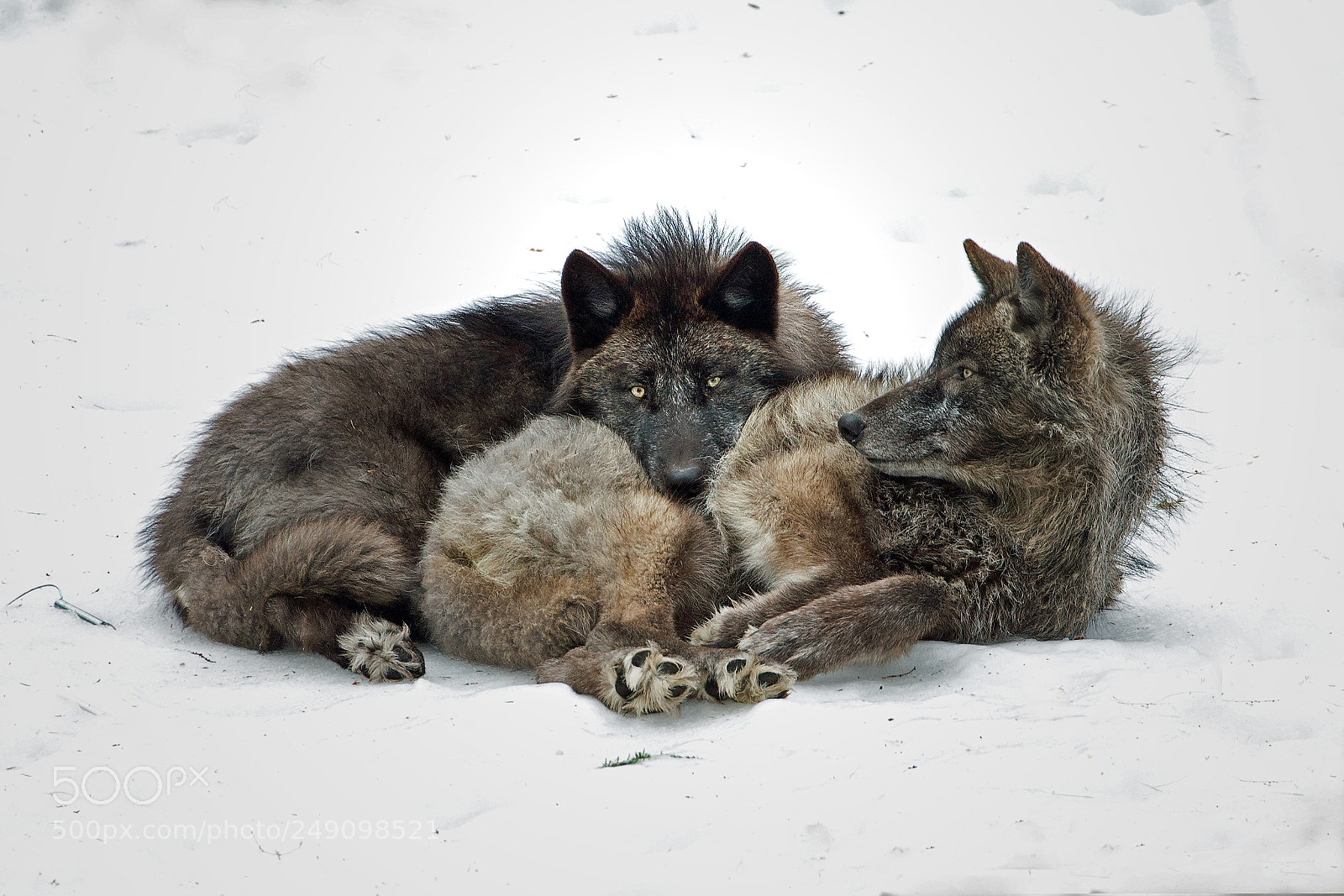 Canon EOS-1D X sample photo. Black wolves 6109 photography