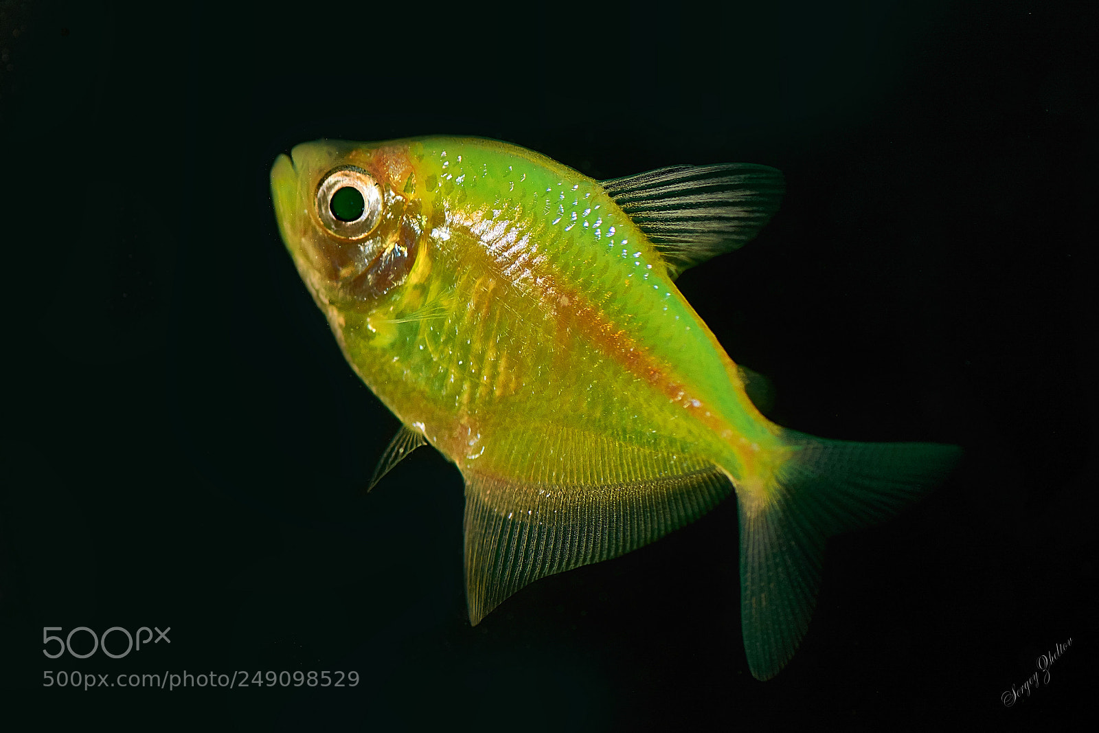 Nikon D7100 sample photo. Electric green photography