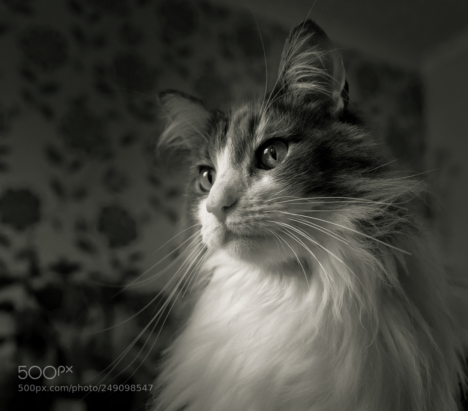 Panasonic Lumix DMC-LX100 sample photo. A cat portrait (rosie) photography