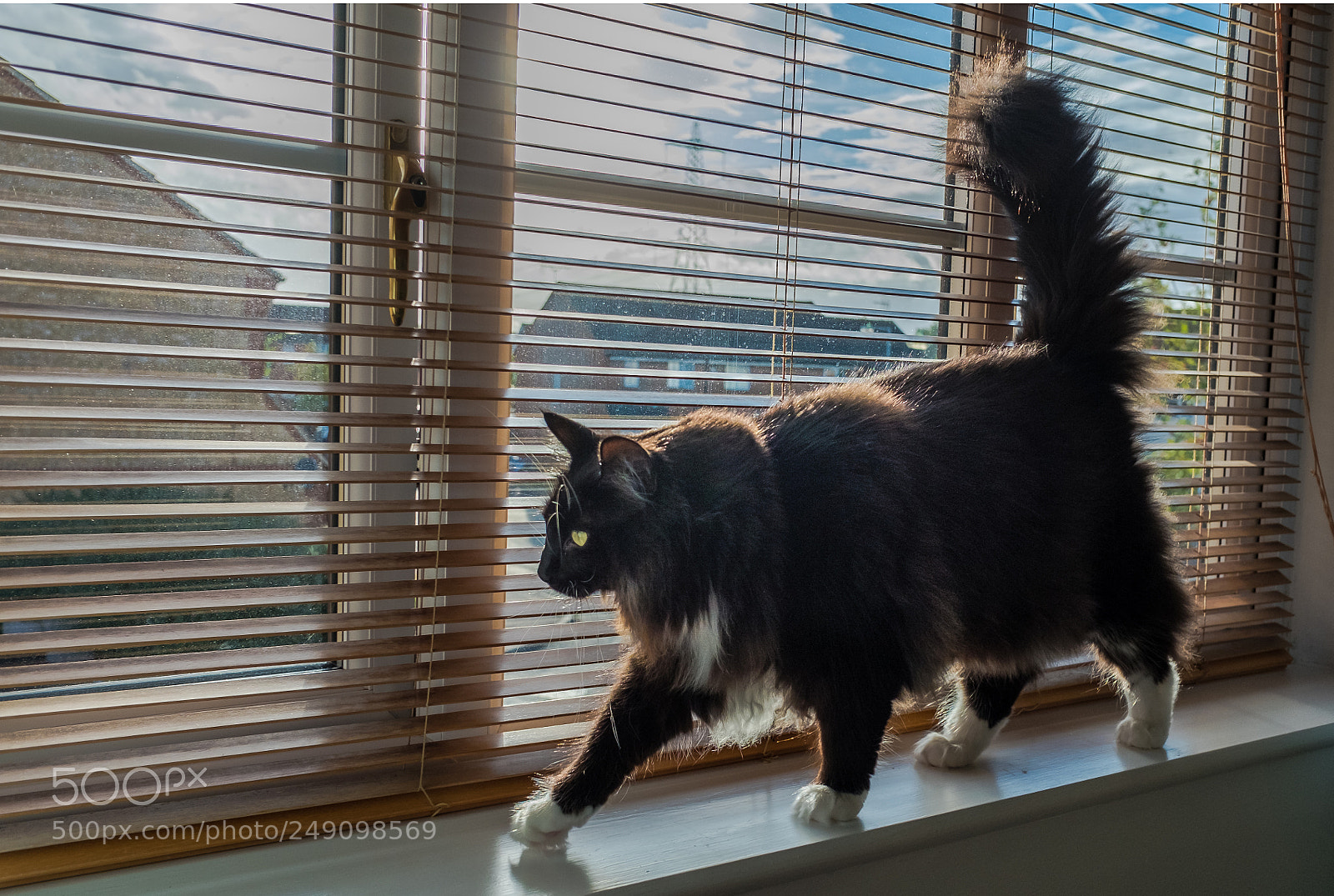 Fujifilm X70 sample photo. Exploring the widow ledge photography