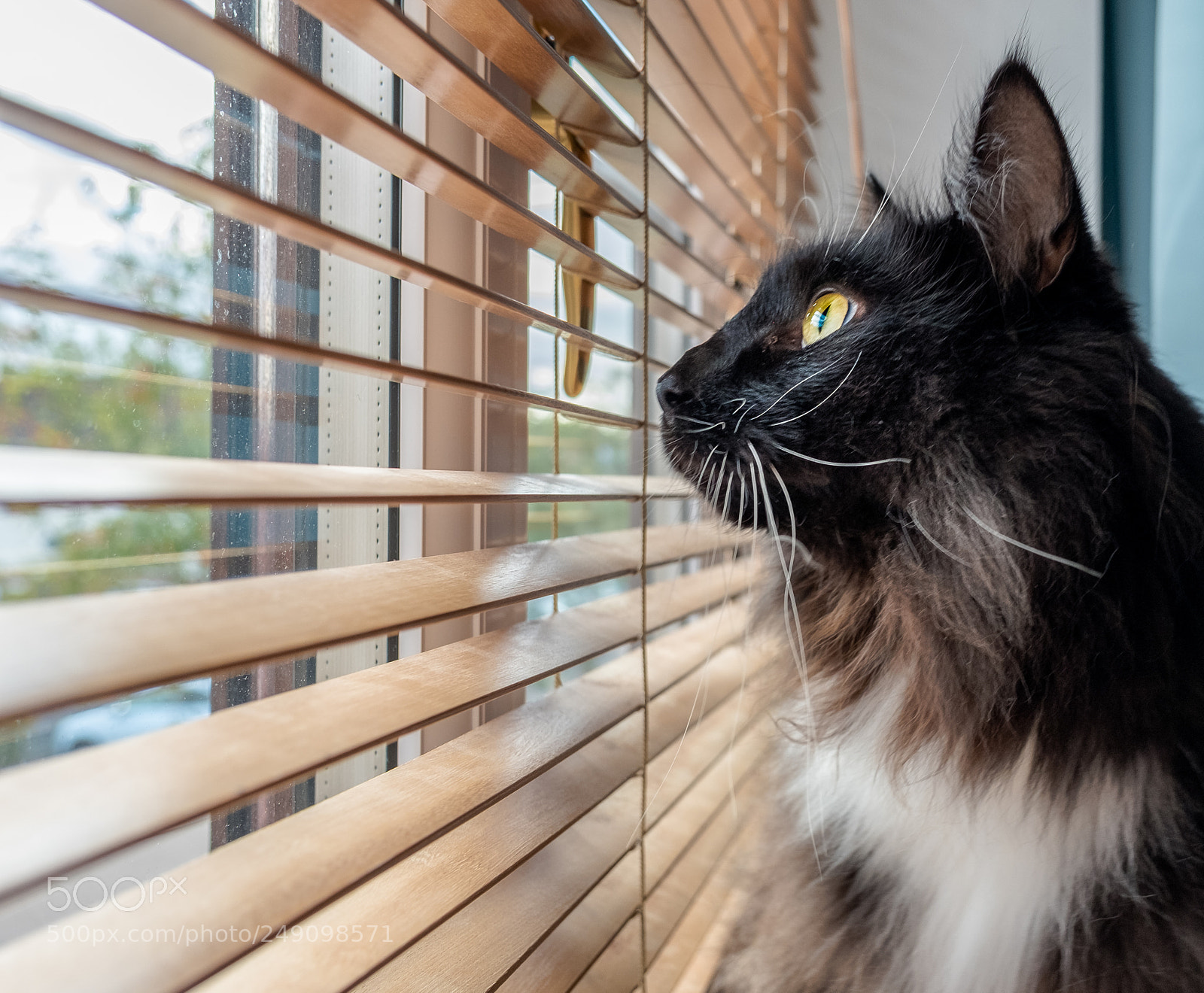 Fujifilm X70 sample photo. Gazing out of the photography