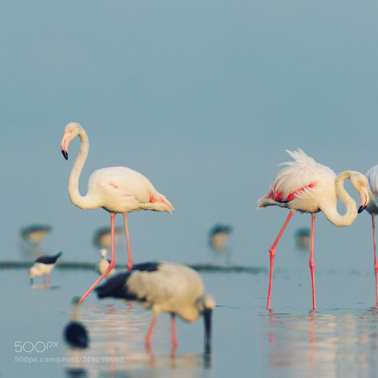 Canon EOS 5D Mark IV sample photo. Flamingos at bhighwan pune photography