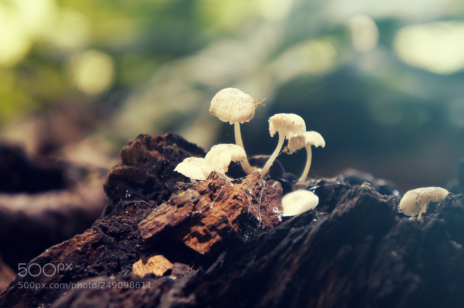 Sony Alpha NEX-F3 sample photo. Ant adventure photography
