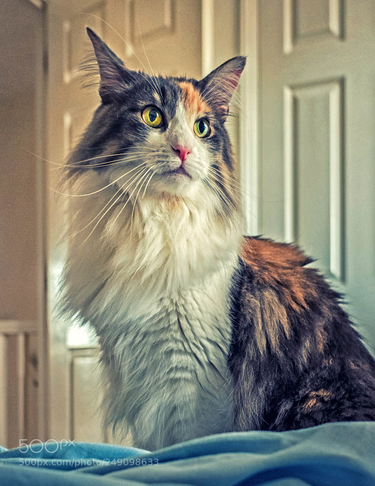 Fujifilm X70 sample photo. Rosie (cross process effect) photography