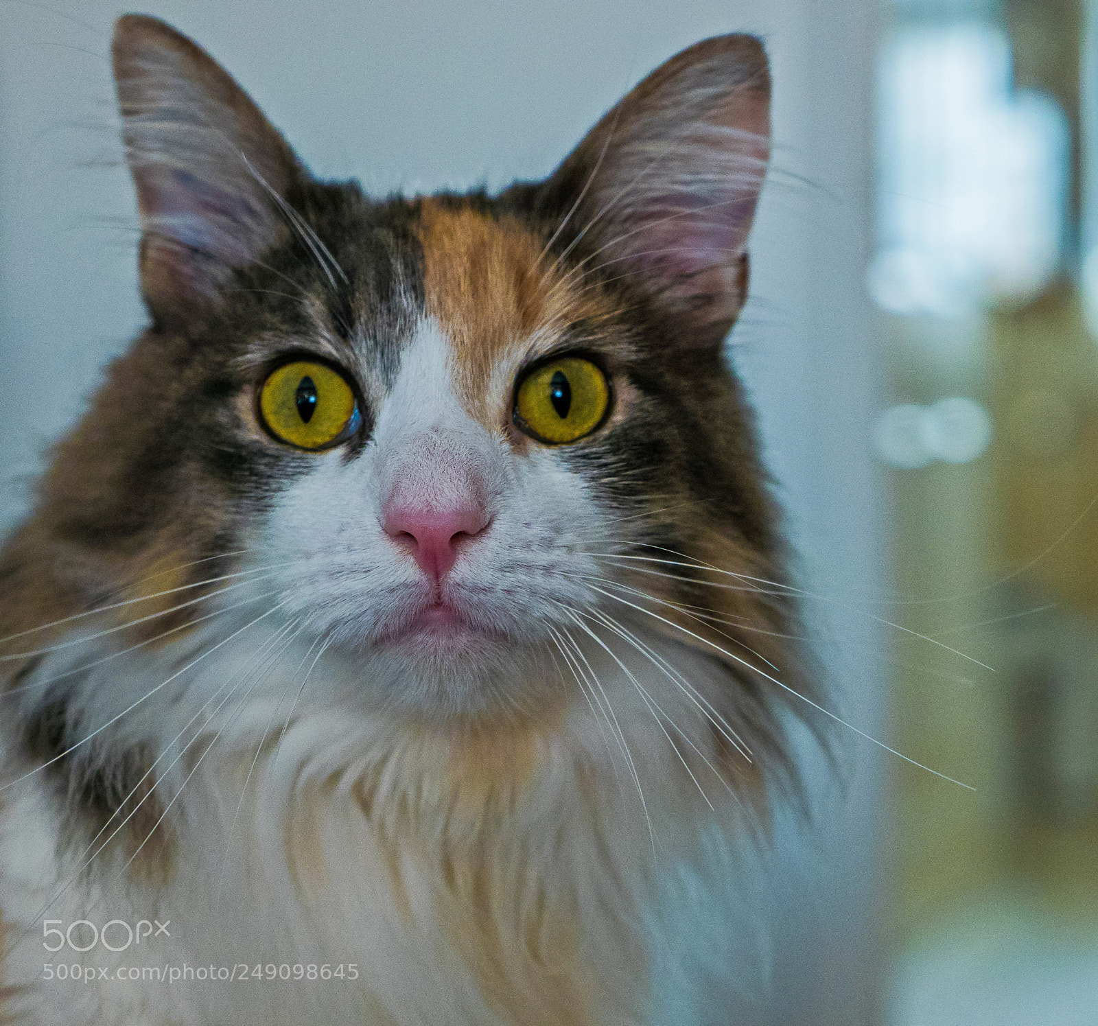 Panasonic Lumix DMC-LX100 sample photo. So cute - rosie photography