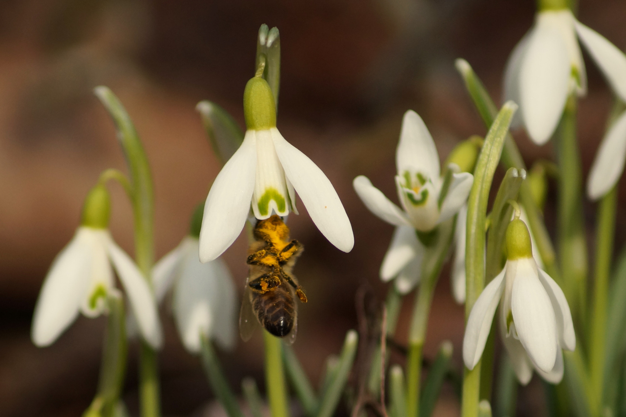 Sony DT 55-200mm F4-5.6 SAM sample photo. Spring in warsaw photography