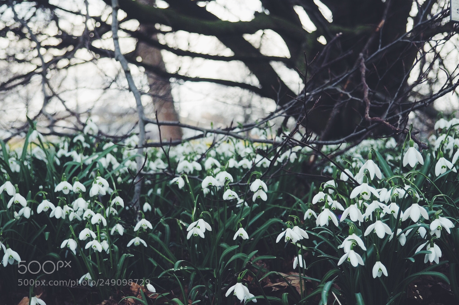 Olympus PEN E-PL7 sample photo. Snowdrops photography