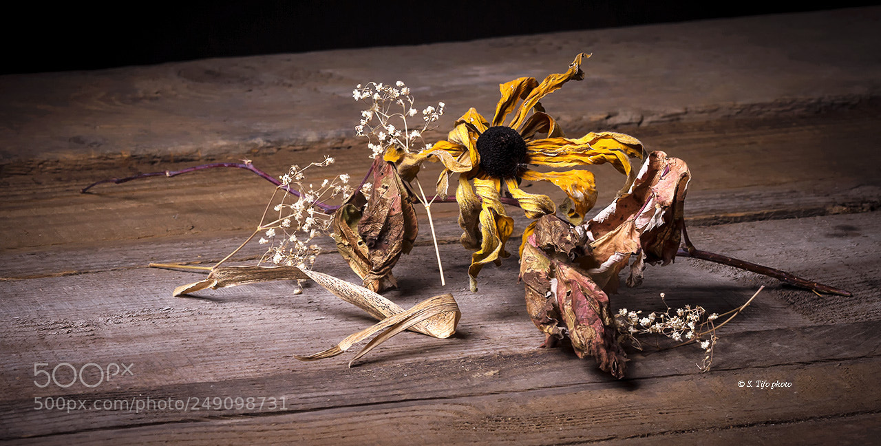 Canon EOS 7D sample photo. Old flower ... photography