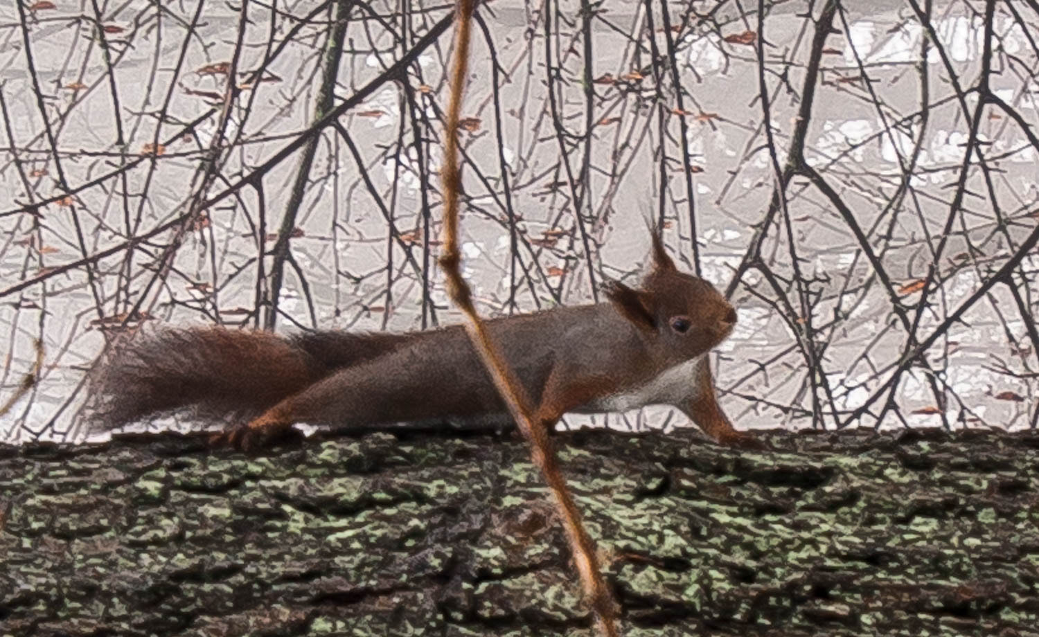 Olympus PEN E-P1 sample photo. Squirrel photography