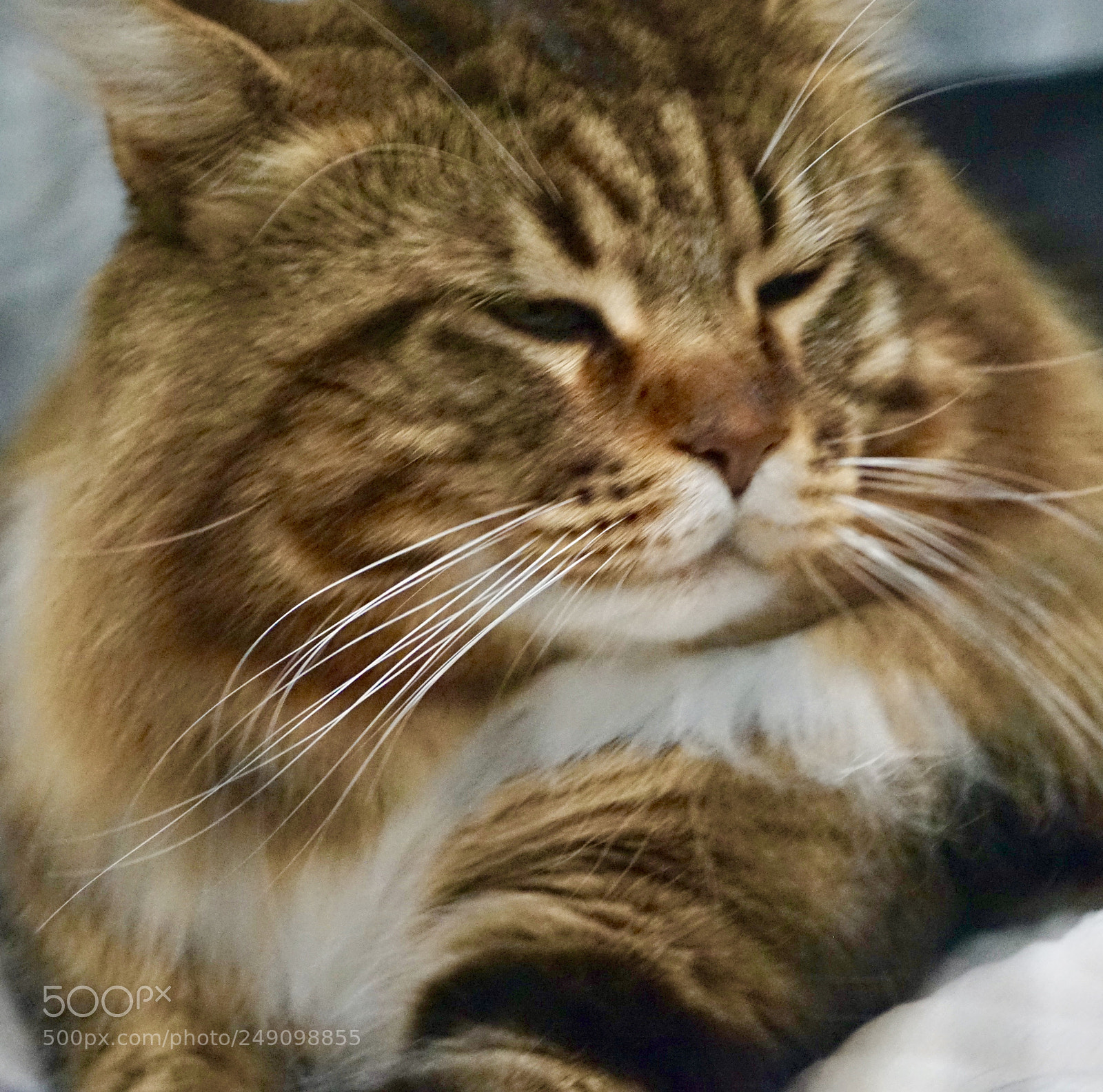 Sony a7 sample photo. Contented photography