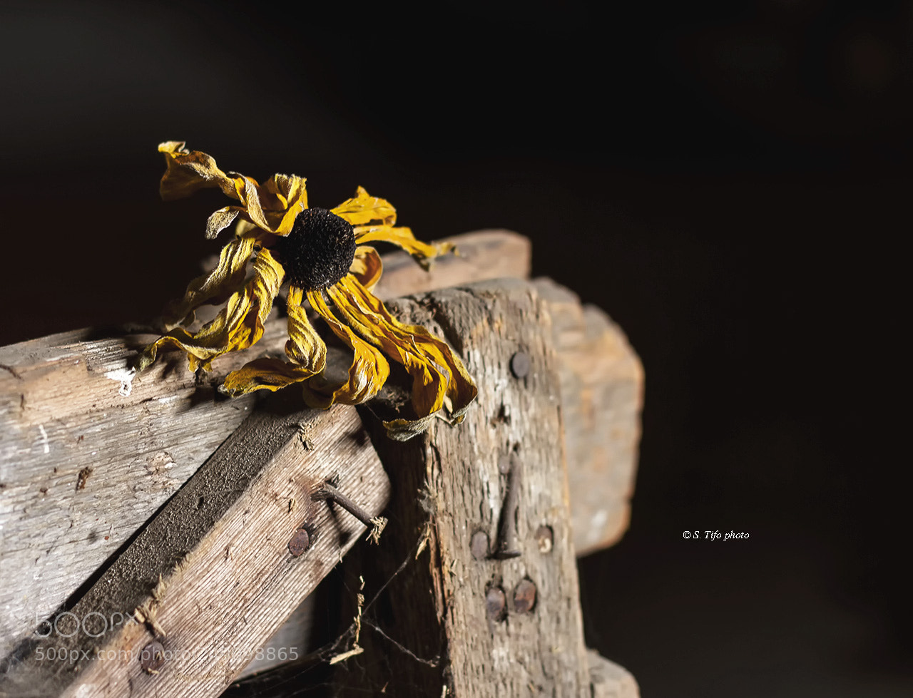 Canon EOS 7D sample photo. Old flower .. 2 .. photography