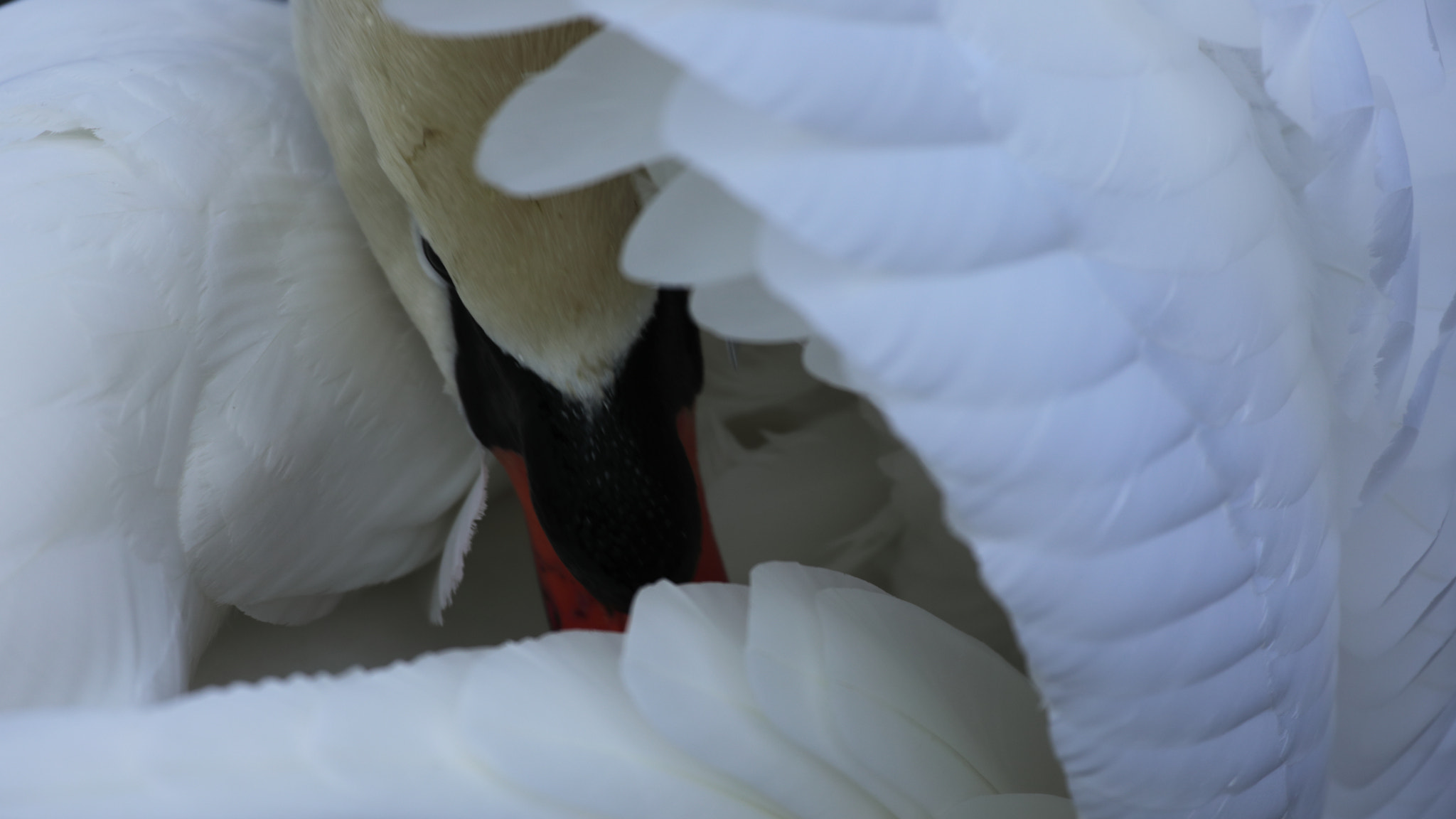 Canon EF 100-400mm F4.5-5.6L IS USM sample photo. Le masque photography