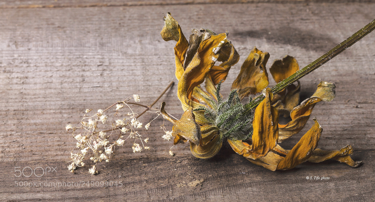 Canon EOS 7D sample photo. Old flower .. 3 .. photography