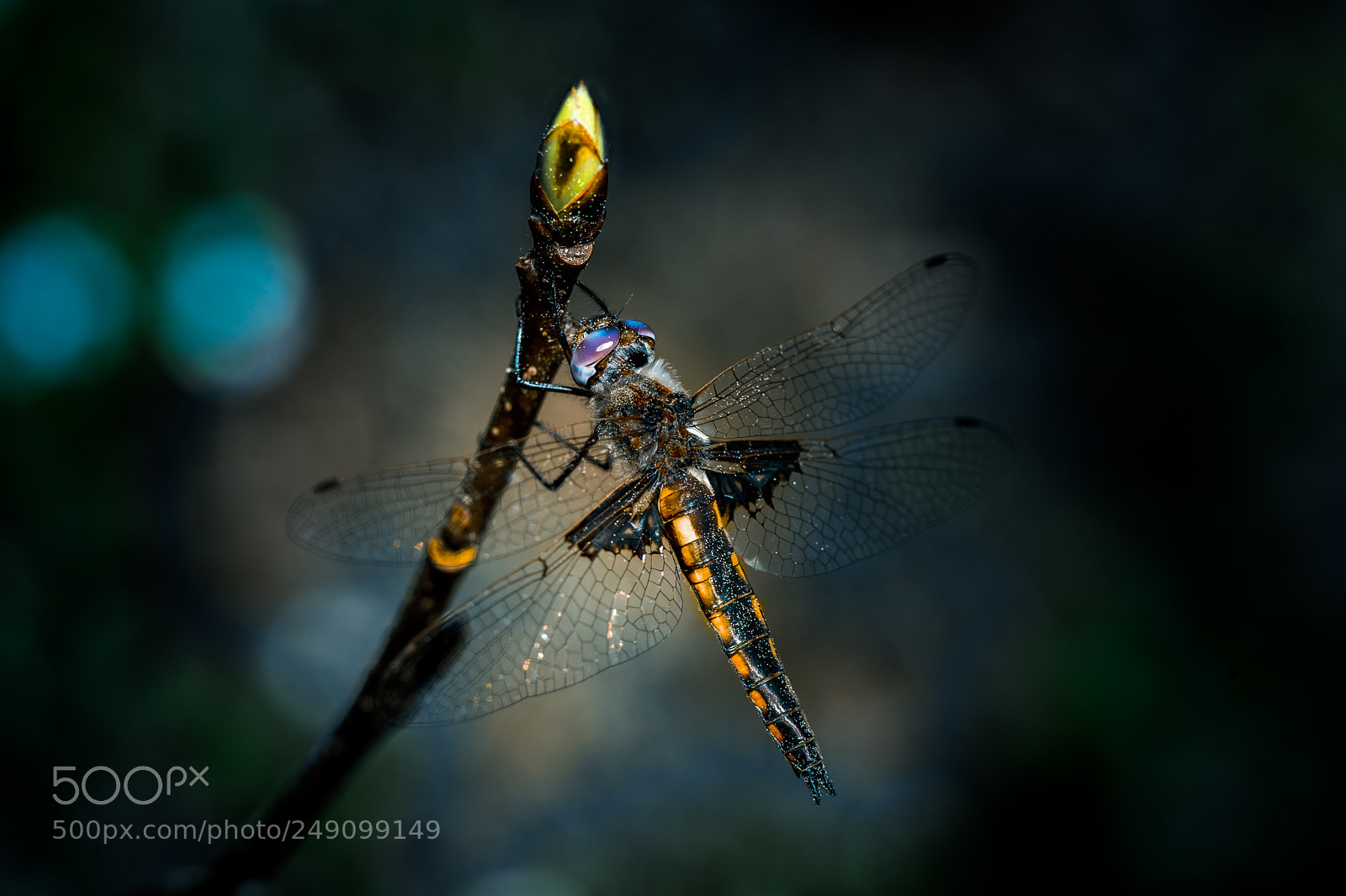 Sony SLT-A99V sample photo. Dragonfly photography