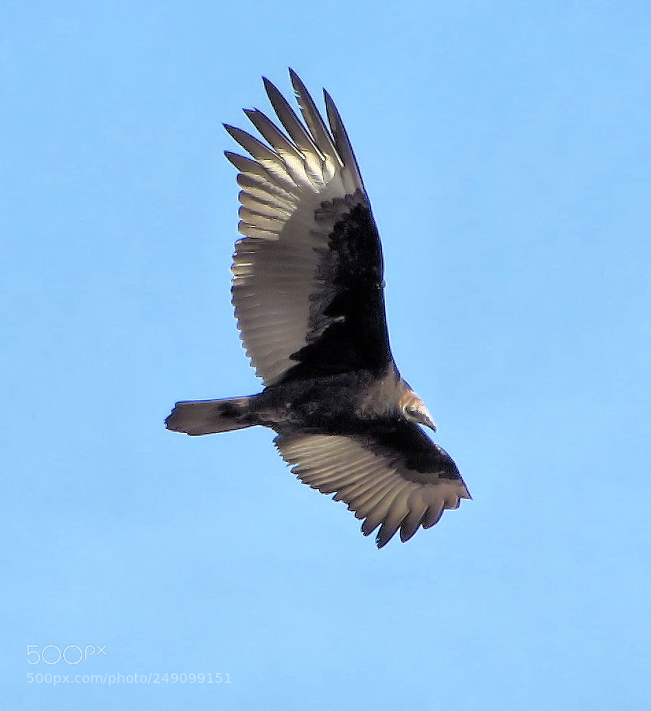 Canon PowerShot SX510 HS sample photo. Vulture photography