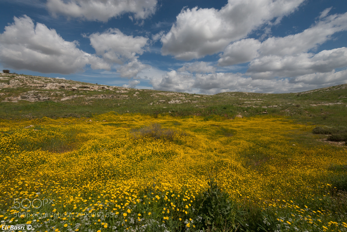Nikon D800 sample photo. -- photography